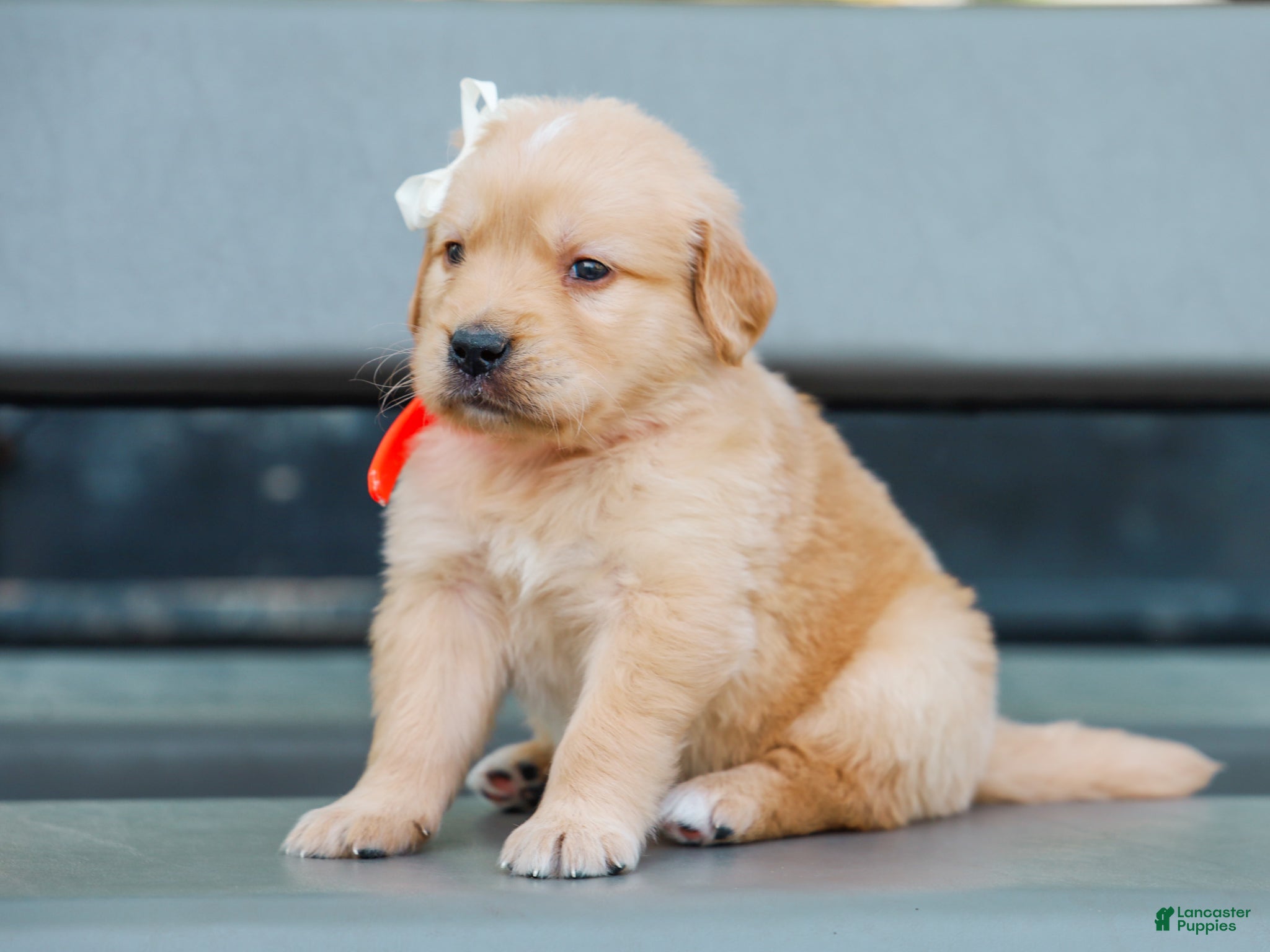 Golden Retriever dogs Arlo ACA Golden Retriever Pup - Ad 2