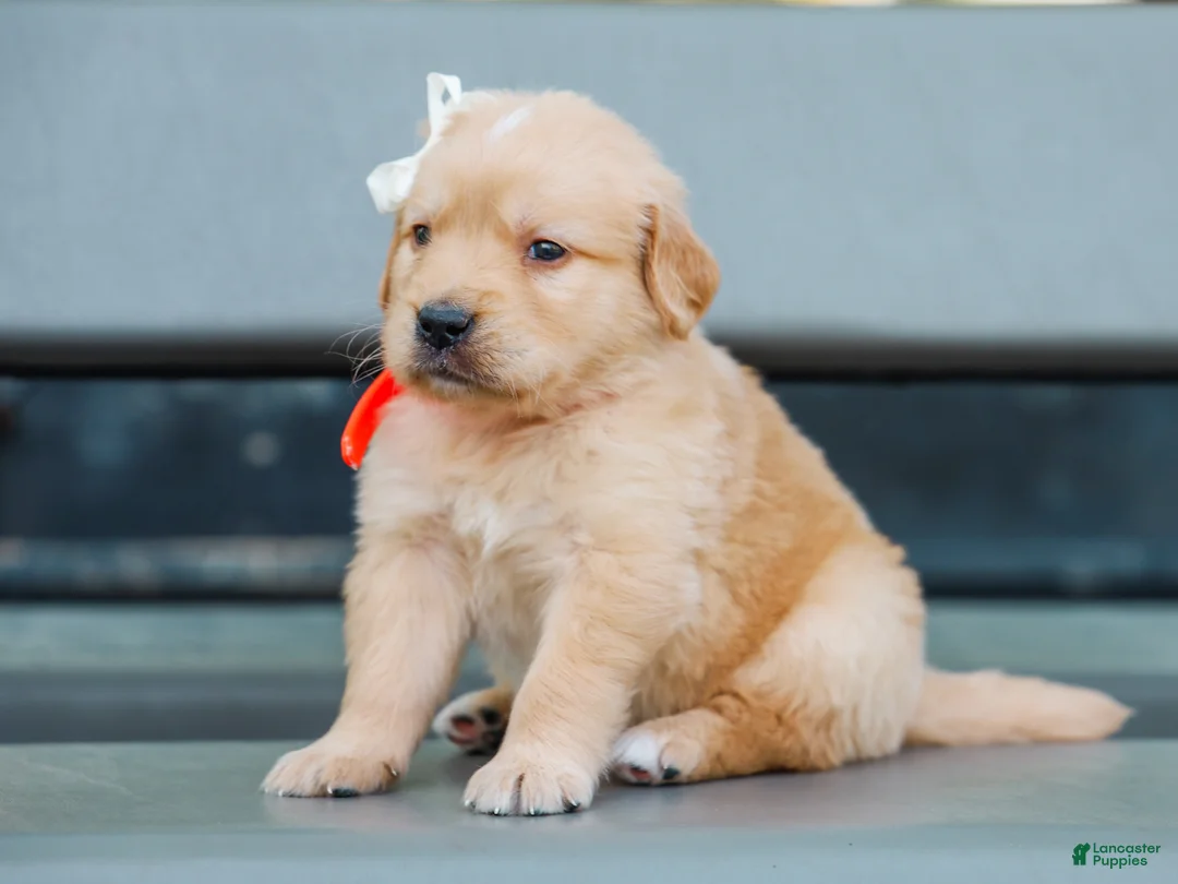 Golden Retriever dogs for sale: Arlo ACA Golden Retriever Pup - Ad 2