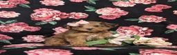 Yorkiepoo dogs for sale: Avery - Ad 4