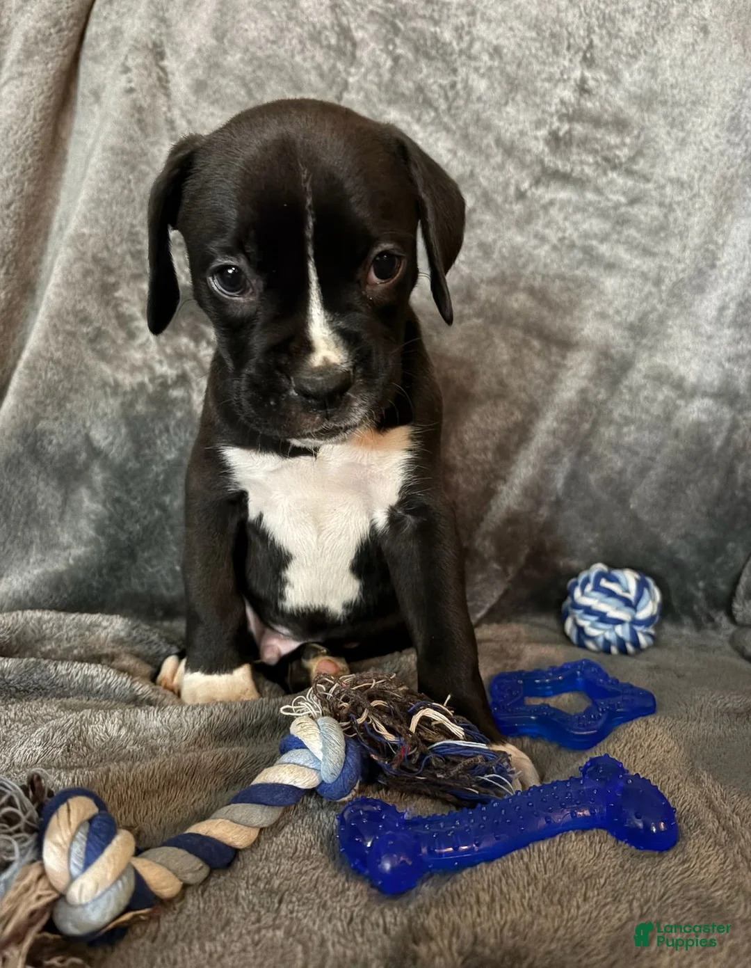 Boxer dogs for sale: Boxer 1 - Ad 1