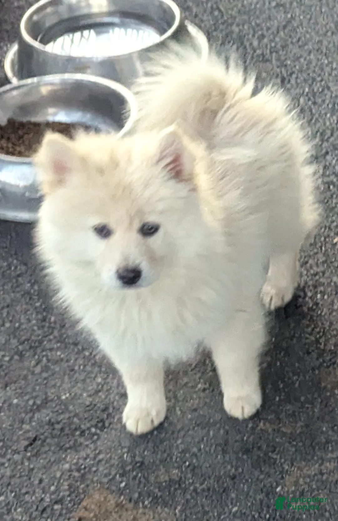 Pomsky dogs for sale: Mr Milo - Ad 1