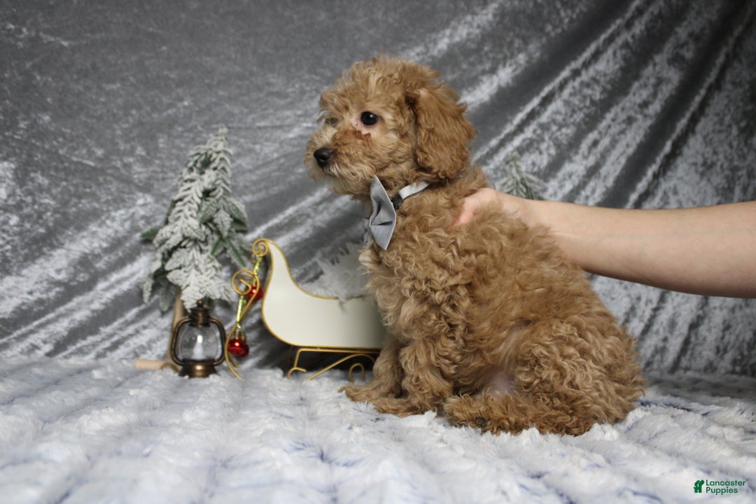Toy Poodle dogs for sale: Buckeye - Ad 5
