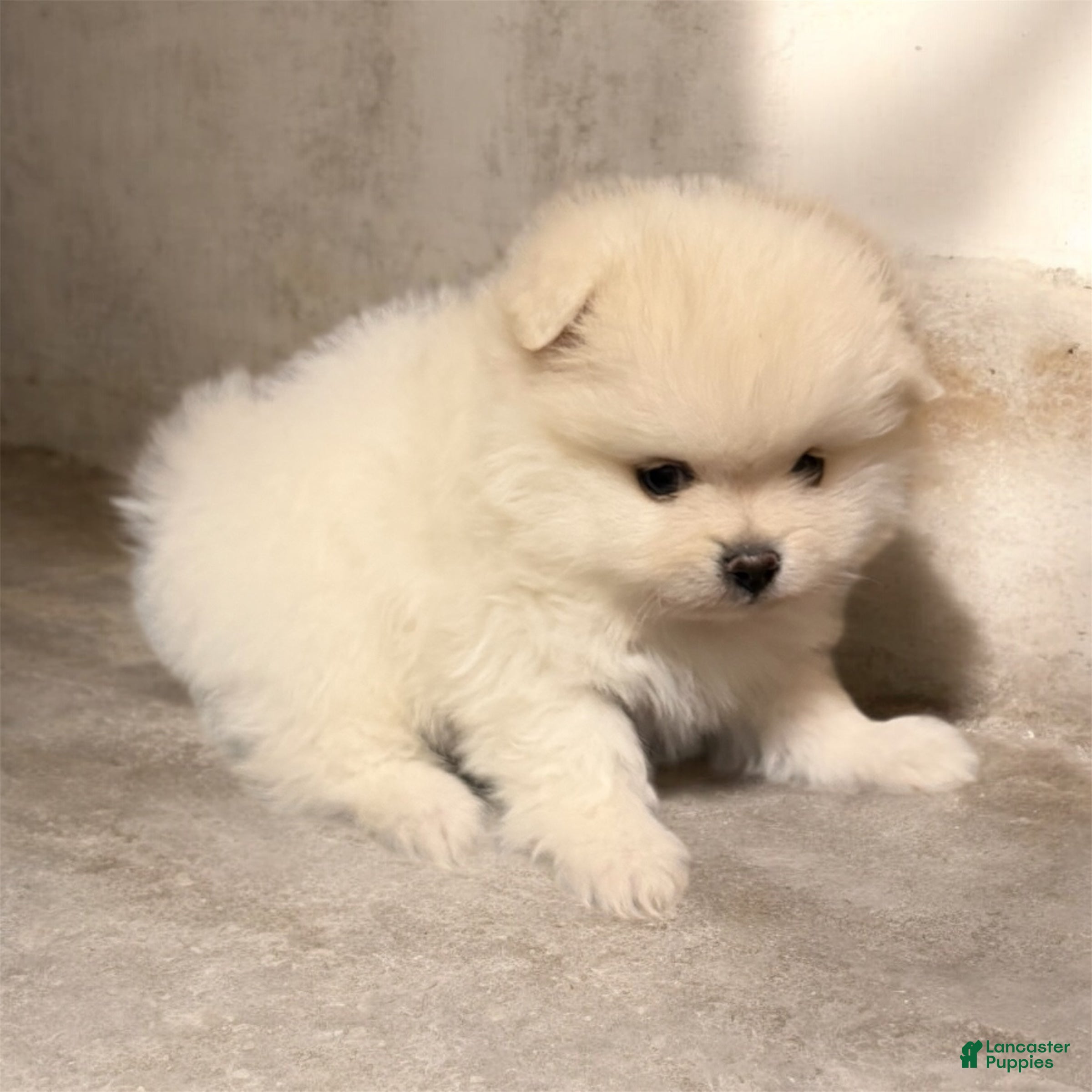 Pomeranian dogs Biscuit  - Ad 14