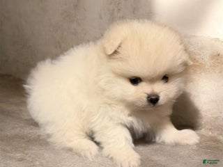 Pomeranian dogs Biscuit - Ad 14