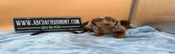 Miniature Dachshund dogs for sale: Full AKC dapple - Ad 6