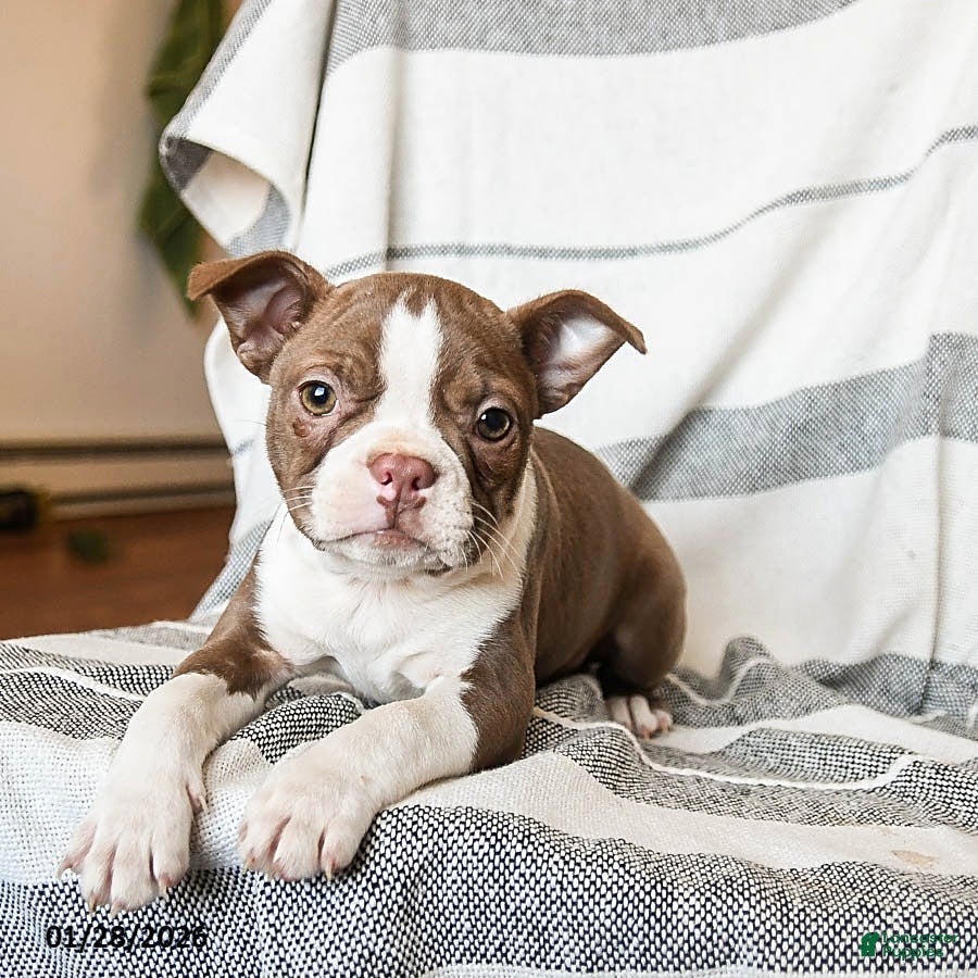 Boston Terrier dogs Lilac - Ad 2