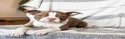 Boston Terrier dogs for sale: Lilac - Ad 2