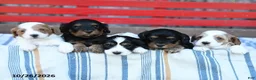 Cavapoo dogs for sale: Angie - Ad 5
