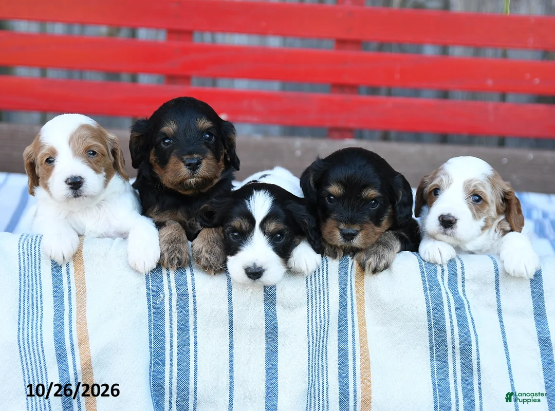 Cavapoo dogs for sale: Angie - Ad 5