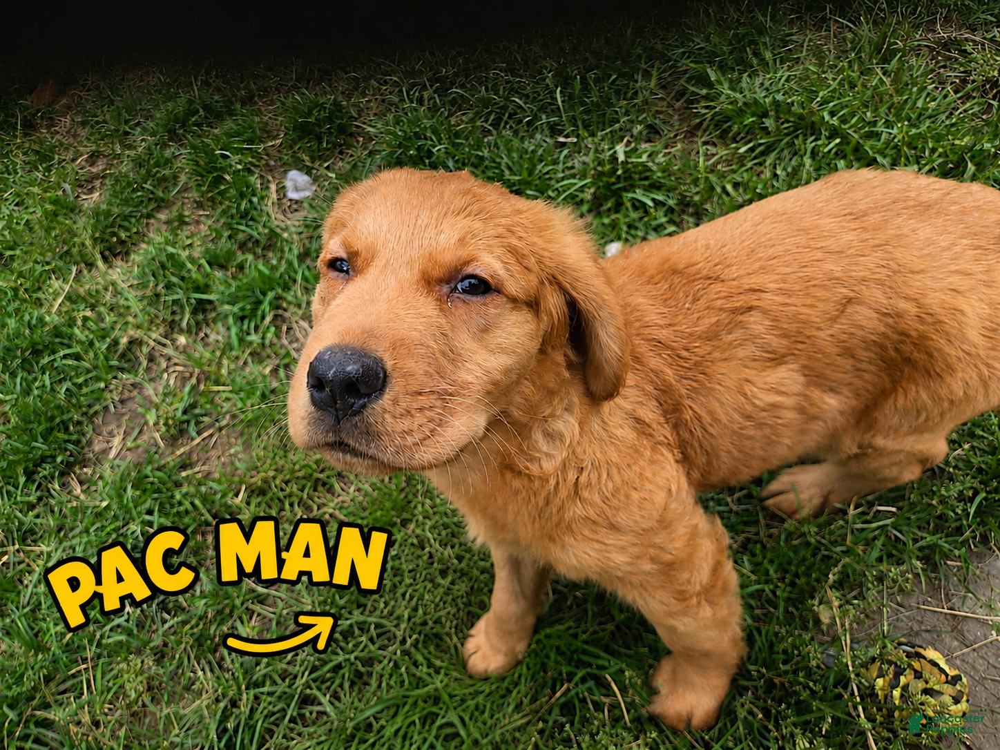 Golden Retriever dogs Pac-Man  - Ad 4