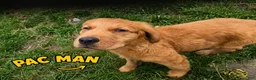 Golden Retriever dogs for sale: Pac-Man  - Ad 1