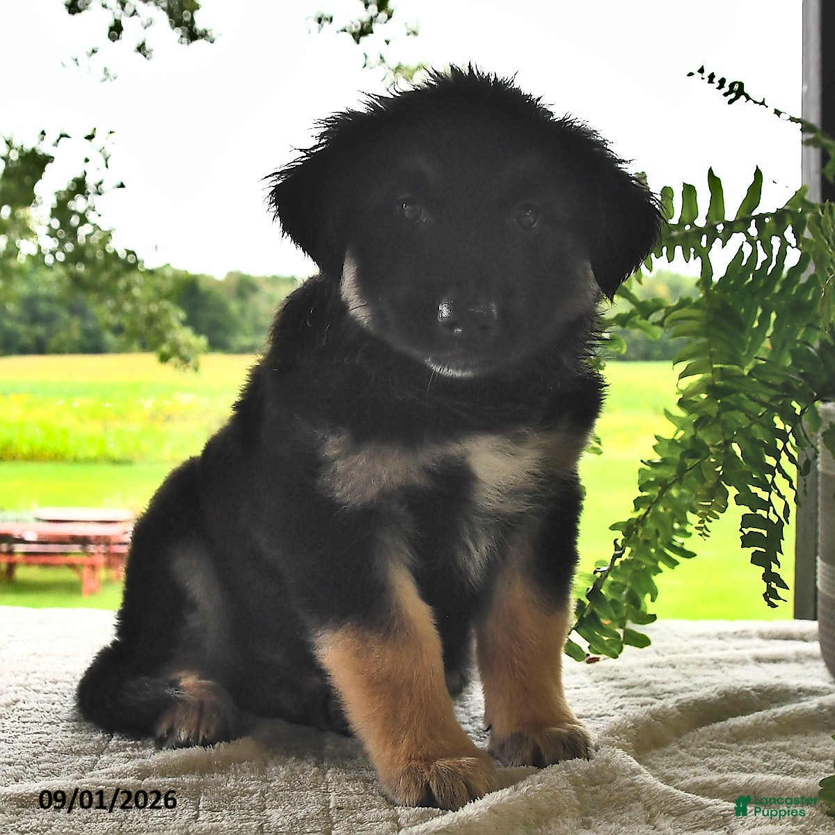 Mixed Breed dogs Buddy - Ad 2