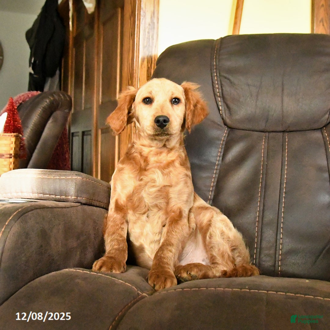 Mini Goldendoodle dogs for sale: Sam - Ad 1