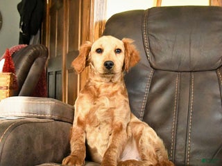 Mini Goldendoodle dogs Sam - Ad 1