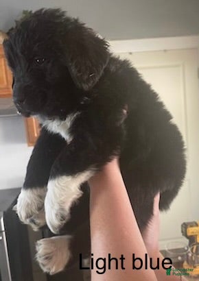 Newfoundland dogs for sale: Newfoundland Puppy 3 - Ad 1