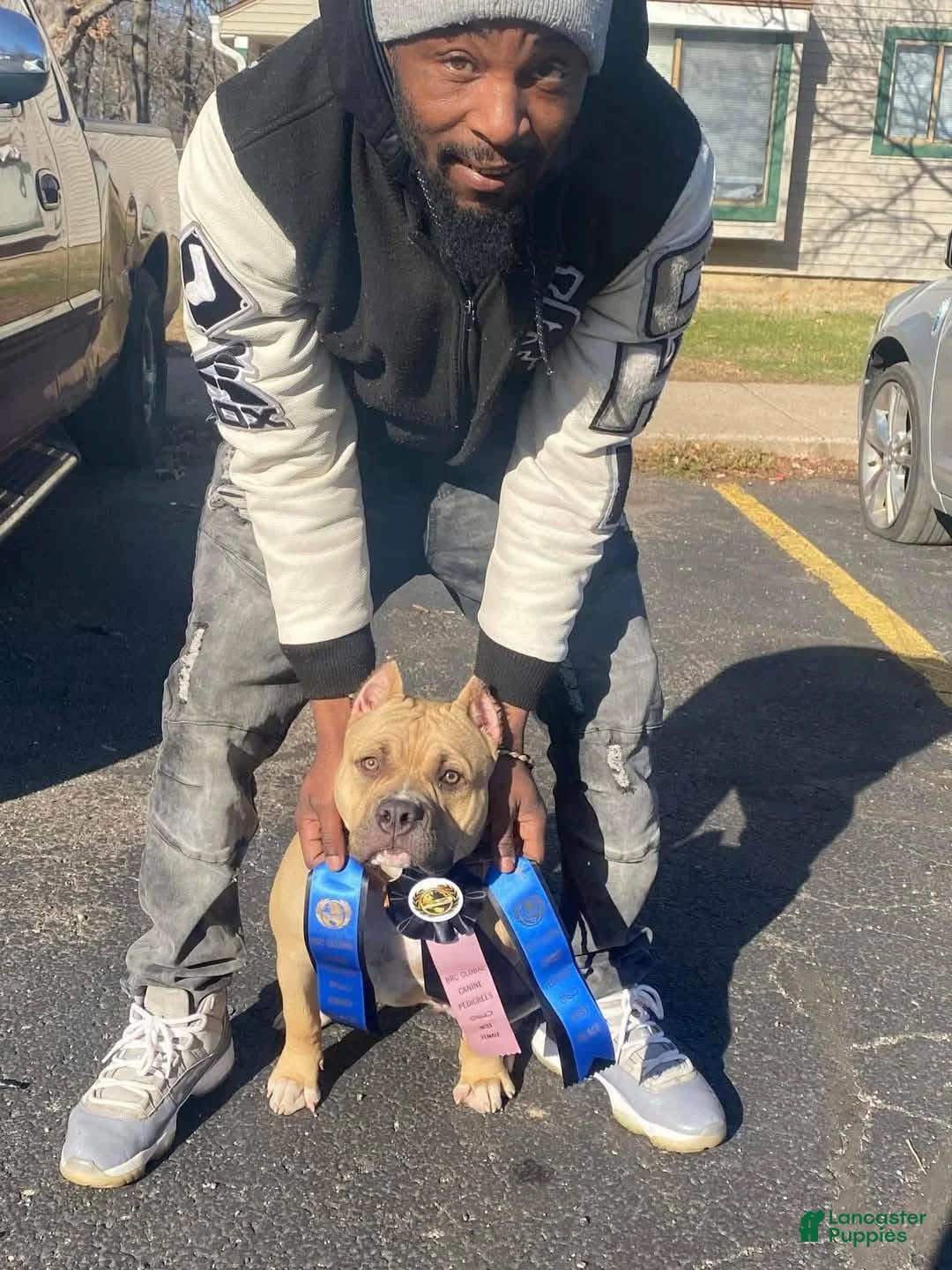 American Bully dogs for sale: American Bully Puppy  - Ad 4