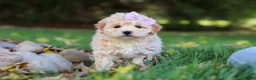 Maltipoo dogs for sale: Honey - Ad 1