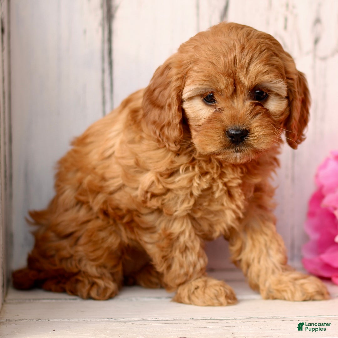 Cavapoo dogs for sale: Dazzle  - Ad 3