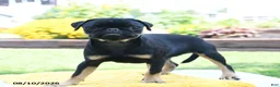 Pug dogs for sale: Bonnie - Ad 4
