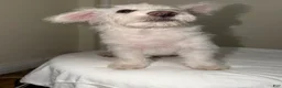 Westiepoo dogs for sale: Olaf - Ad 3