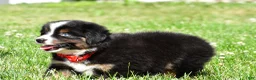 Miniature Australian Shepherd dogs for sale: Archer - Ad 10