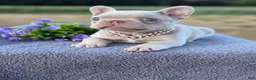 French Bulldog dogs for sale: Cami  - Ad 6