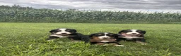 Bernese Mountain Dog dogs for sale: Duke - Ad 4