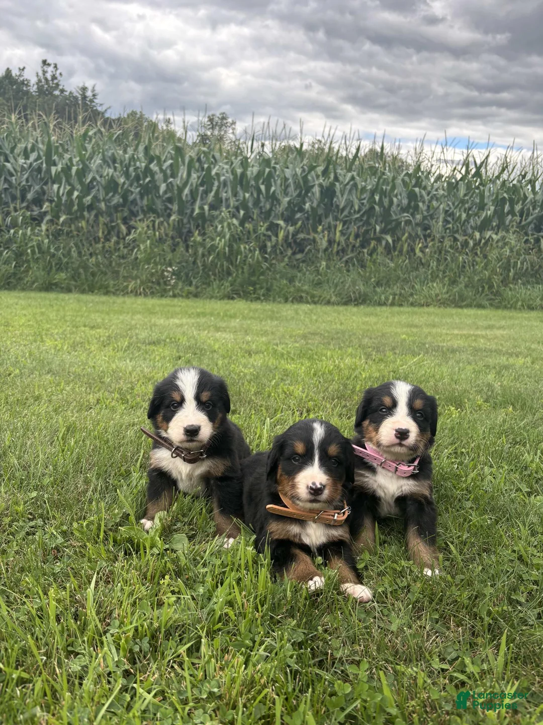 Bernese Mountain Dog dogs for sale: Duke - Ad 4
