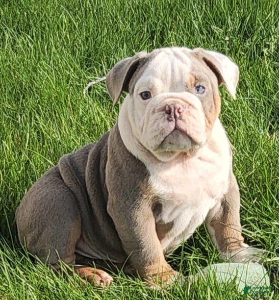 English Bulldog dogs Nasher English Bulldog Puppy  - Ad 1