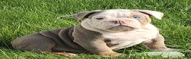 Nasher English Bulldog Puppy 