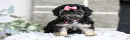 Maltipoo dogs for sale: Cove - Ad 14