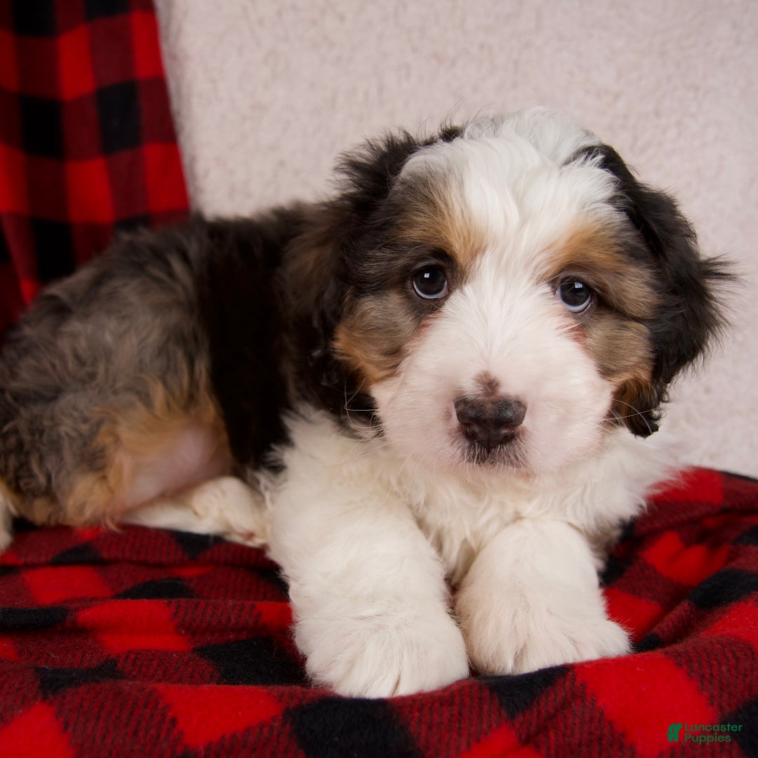 Mini Bernedoodle dogs for sale: Jolly Boy *Potty Training* - Ad 7