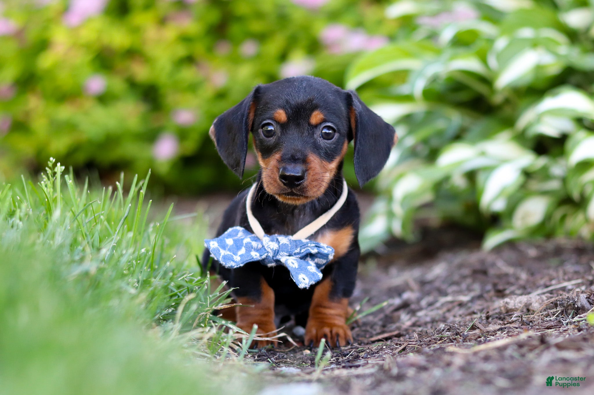 Miniature Dachshund dogs Rascal - Ad 1