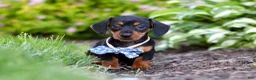 Miniature Dachshund dogs for sale: Rascal - Ad 1