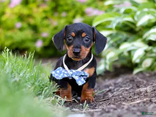 Miniature Dachshund dogs for sale: Rascal - Ad 2