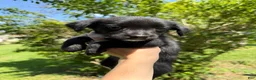 Mixed Breed dogs for sale: Beatrice - Ad 3