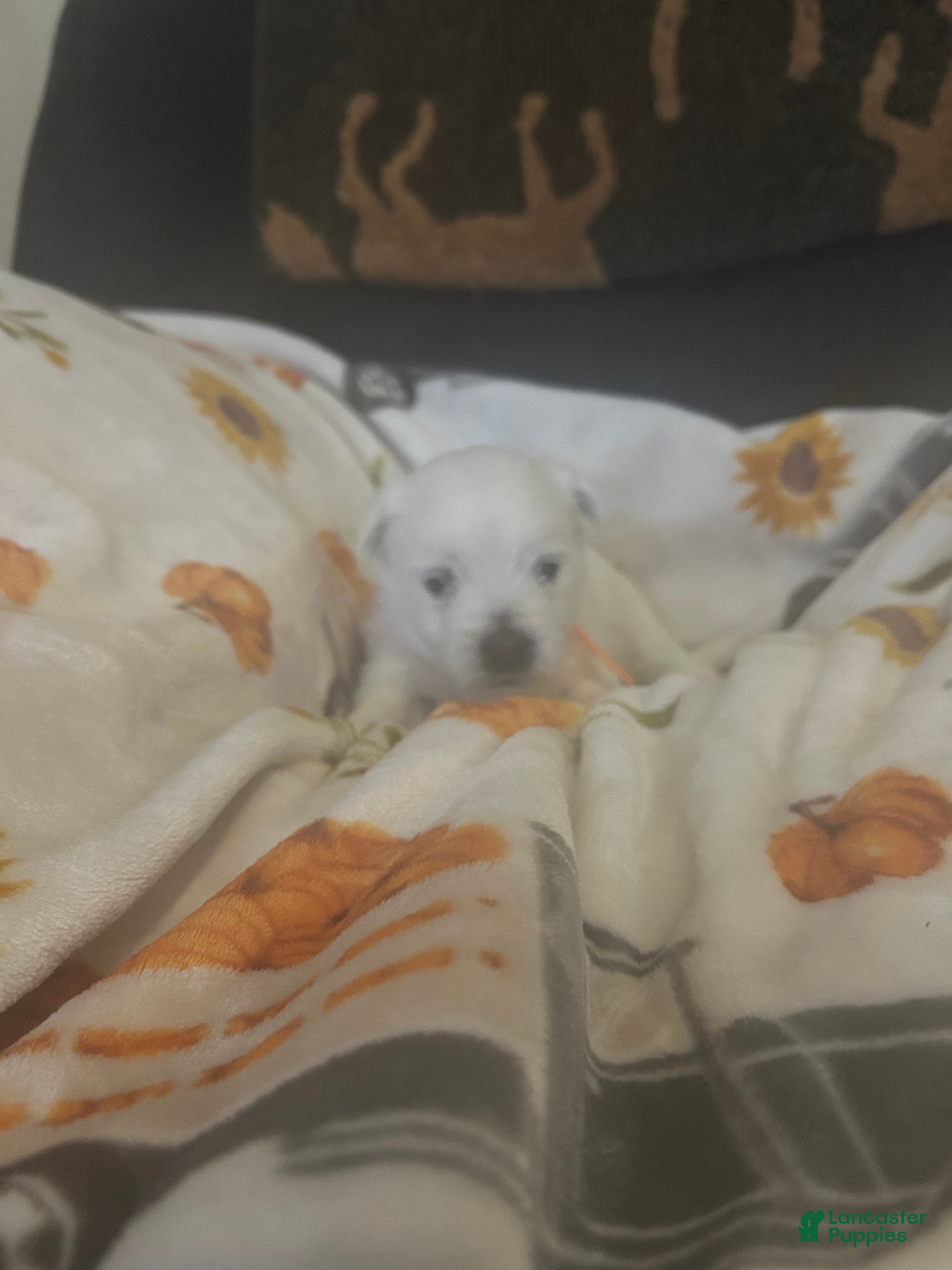 West Highland Terrier dogs for sale: West Highland Terrier 2 - Ad 1