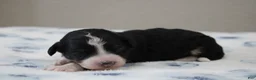 Mini Bernedoodle dogs for sale: Sawyer  - Ad 3