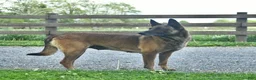 Mixed Breed dogs for sale: Emma - Ad 6