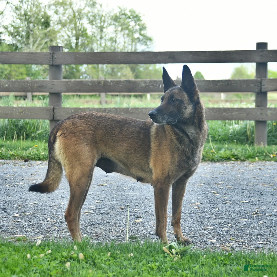 Mixed Breed dogs for sale: Emma - Ad 6