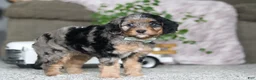 Cavapoo dogs for sale: Kayla - Ad 4