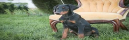 Doberman Pinscher dogs for sale: Malcolm - Ad 11