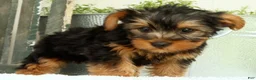 Yorkshire Terrier dogs for sale: Zane - Ad 7