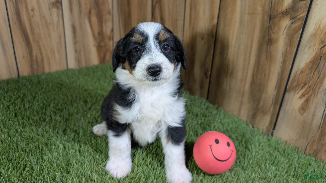 Mini Aussiedoodle dogs for sale: Sunset Girl 3 - Ad 2