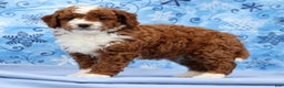 Cavapoo dogs for sale: Arney - Ad 1