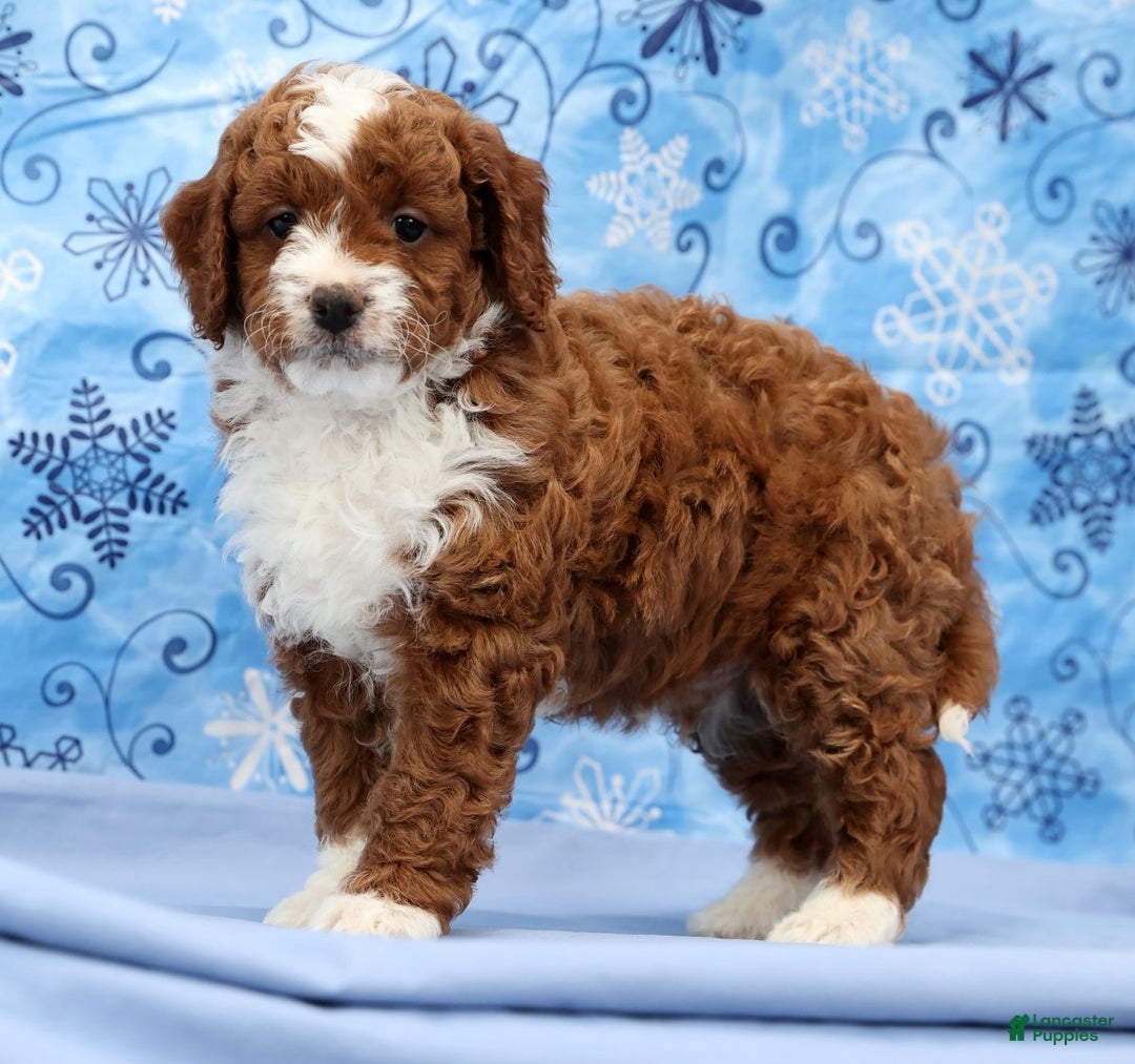 Cavapoo dogs for sale: Arney - Ad 1