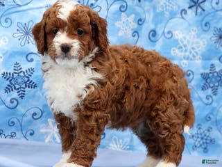 Cavapoo dogs Arney - Ad 7
