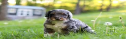 Bernedoodle dogs for sale: Rambo - Ad 3