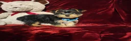 Yorkshire Terrier dogs for sale: LEGEND - Ad 7