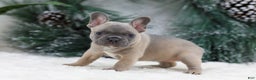 French Bulldog dogs for sale: Hailey - Ad 1